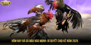 Hôm nay đá gà màu nào mạnh