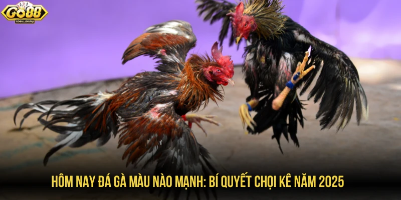 Hôm nay đá gà màu nào mạnh